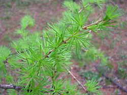 larix